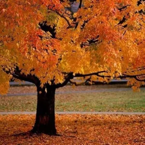 American Sycamore Trees - Live Plants - 10-12'' Tall - Quart Pots - Platanus occidentalis - Yellow Fall Color