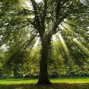 American Sycamore Trees - Live Plants - 10-12'' Tall - Quart Pots - Platanus occidentalis - Yellow Fall Color