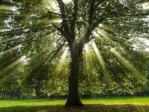 American Sycamore Trees - Live Plants - 10-12'' Tall - Quart Pots - Platanus occidentalis - Yellow Fall Color
