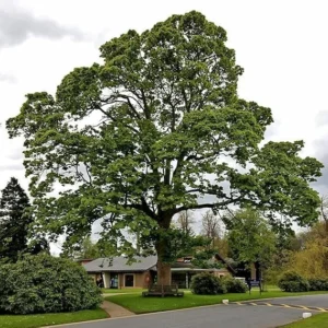 American Sycamore Trees - Live Plants - 10-12'' Tall - Quart Pots - Platanus occidentalis - Yellow Fall Color