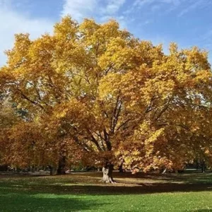 American Sycamore Trees - Live Plants - 10-12'' Tall - Quart Pots - Platanus occidentalis - Yellow Fall Color