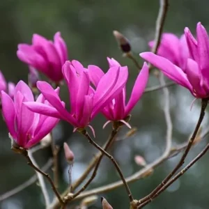 Ann Magnolia Trees Live Plants Pink Flowers Potted 12-18 inch Tall Outdoor