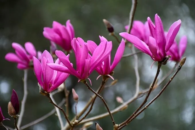 Ann Magnolia Trees Live Plants Pink Flowers Potted 12-18 inch Tall Outdoor