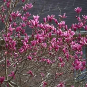 Ann Magnolia Trees Live Plants Pink Flowers Potted 12-18 inch Tall Outdoor