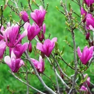 Ann Magnolia Trees Live Plants Pink Flowers Potted 12-18 inch Tall Outdoor