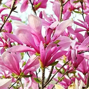 Ann Magnolia Trees Live Plants Pink Flowers Potted 12-18 inch Tall Outdoor