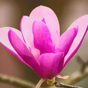 Ann Magnolia Trees Live Plants Pink Flowers Potted 12-18 inch Tall Outdoor