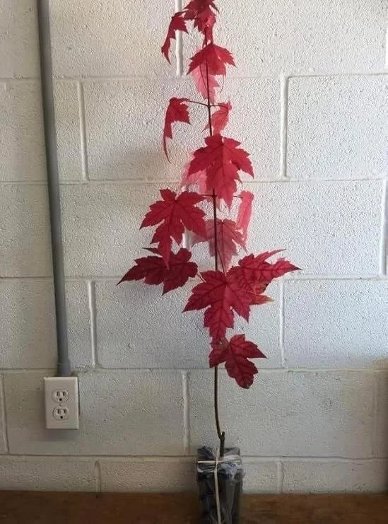 Autumn Blaze Maple Trees Live Plants 12-24 inch Tall Quart Pots Fast Growing Shade Tree
