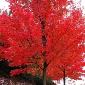 Autumn Blaze Maple Trees Live Plants 12-24 inch Tall Quart Pots Fast Growing Shade Tree
