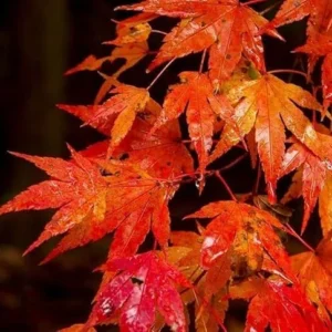 Autumn Blaze Maple Trees Live Plants 12-24 inch Tall Quart Pots Fast Growing Shade Tree