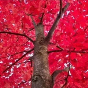 Autumn Blaze Maple Trees Live Plants 12-24 inch Tall Quart Pots Fast Growing Shade Tree