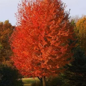 Autumn Blaze Maple Trees Live Plants 12-24 inch Tall Quart Pots Fast Growing Shade Tree