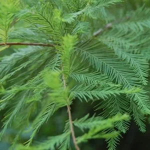 Bald Cypress Trees Live Plants 18-24in Tall Green Outdoor Deciduous