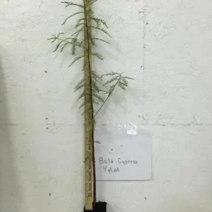 Bald Cypress Trees Live Plants 18-24in Tall Green Outdoor Deciduous