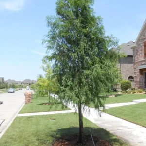 Bald Cypress Trees Live Plants 18-24in Tall Green Outdoor Deciduous