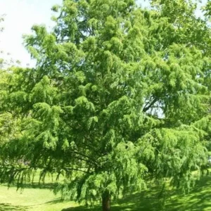 Bald Cypress Trees Live Plants 18-24in Tall Green Outdoor Deciduous