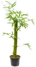 Bamboo Live Plant Cutting Green Clumping Tree 12-24 inch Tall