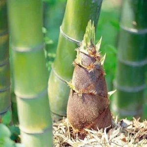 Bamboo Live Plant Cutting Green Clumping Tree 12-24 inch Tall