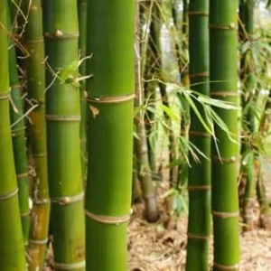 Bamboo Live Plant Cutting Green Clumping Tree 12-24 inch Tall
