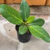 Banyan Tree Live Plant Ficus Benghalensis Outdoor Tropical Shade Tree, 12 Inch Green Potted Plant