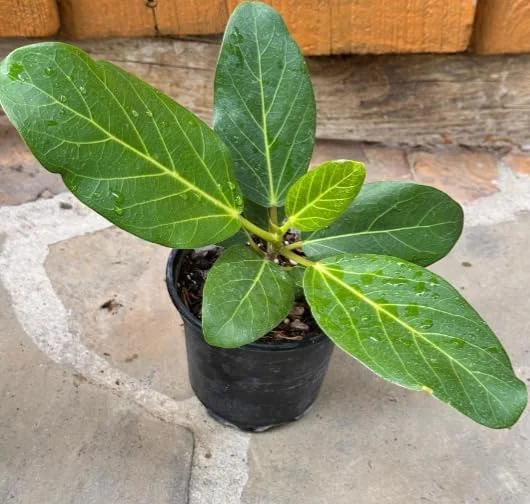 Banyan Tree Live Plant Ficus Benghalensis Outdoor Tropical Shade Tree, 12 Inch Green Potted Plant