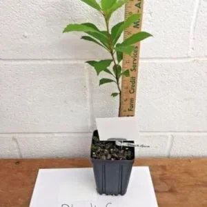 Black Gum Trees 4-Pack Live Plants 6-12 inch Tall Green Quart Pots