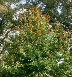 Black Gum Trees 4-Pack Live Plants 6-12 inch Tall Green Quart Pots