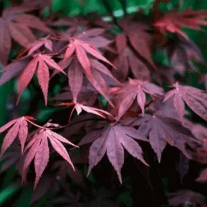 Bloodgood Japanese Maple Trees Live Plants 24-36in Tall Gallon Pots Burgundy