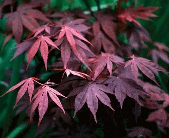 Bloodgood Japanese Maple Trees Live Plants 24-36in Tall Gallon Pots Burgundy