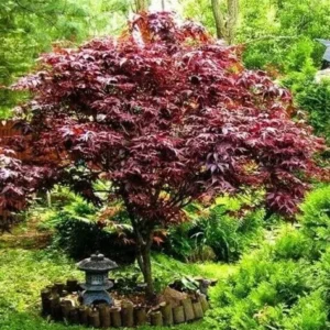 Bloodgood Japanese Maple Trees Live Plants 24-36in Tall Gallon Pots Burgundy
