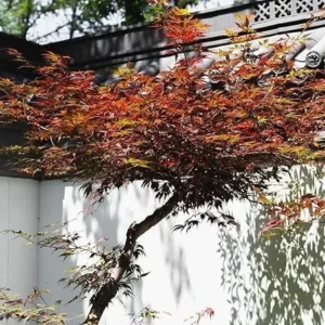 Bloodgood Japanese Maple Trees Live Plants 24-36in Tall Gallon Pots Burgundy
