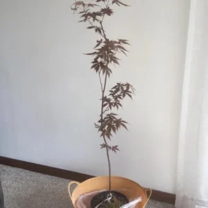 Bloodgood Japanese Maple Trees Live Plants 24-36in Tall Gallon Pots Burgundy