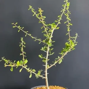 Commiphora Simplicifolia Live Plant, Guggul Myrrh Tree, 12-Inch Specimen, Green, Potted Succulent