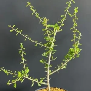 Commiphora Simplicifolia Live Plant, Guggul Myrrh Tree, 12-Inch Specimen, Green, Potted Succulent