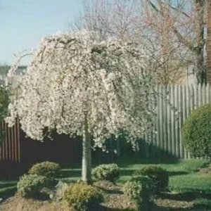 Dwarf Weeping Cherry Blossom Trees Live Plants 4-Pack 6-12 Inch Tall White Flowers