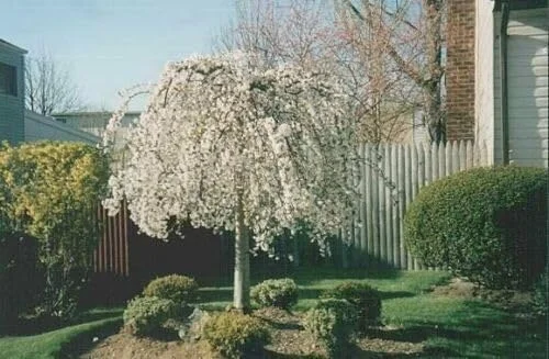 Dwarf Weeping Cherry Blossom Trees Live Plants 4-Pack 6-12 Inch Tall White Flowers