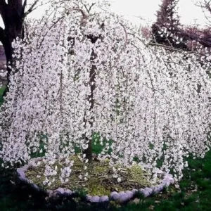 Dwarf Weeping Cherry Blossom Trees Live Plants 4-Pack 6-12 Inch Tall White Flowers