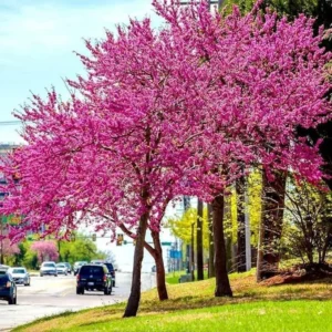 Eastern Redbud Trees - Live Plants, 6-12 inch, Quart Pots, Purple Flowers