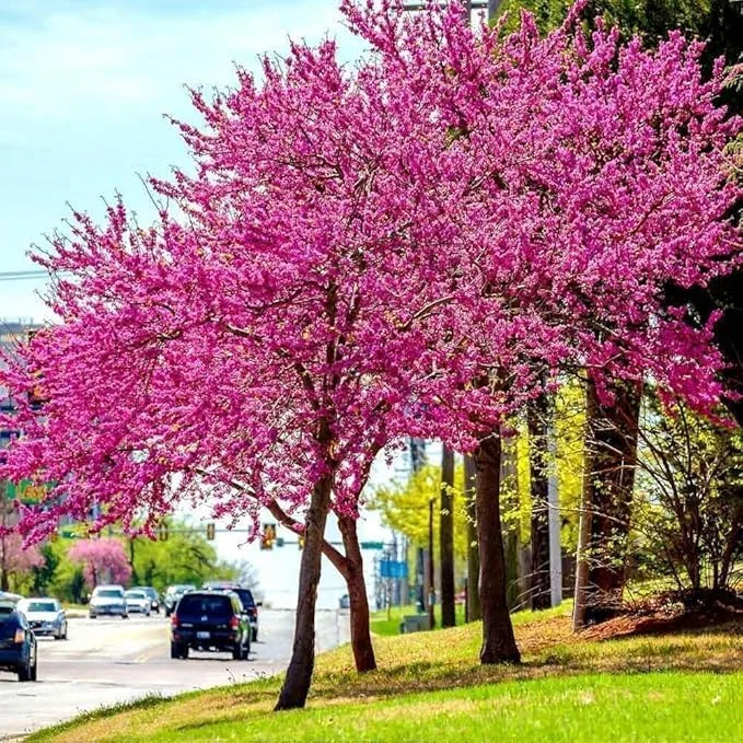 Eastern Redbud Trees - Live Plants, 6-12 inch, Quart Pots, Purple Flowers