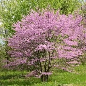 Eastern Redbud Trees - Live Plants, 6-12 inch, Quart Pots, Purple Flowers