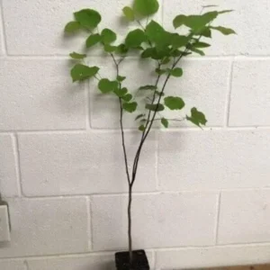 Eastern Redbud Trees - Live Plants, 6-12 inch, Quart Pots, Purple Flowers