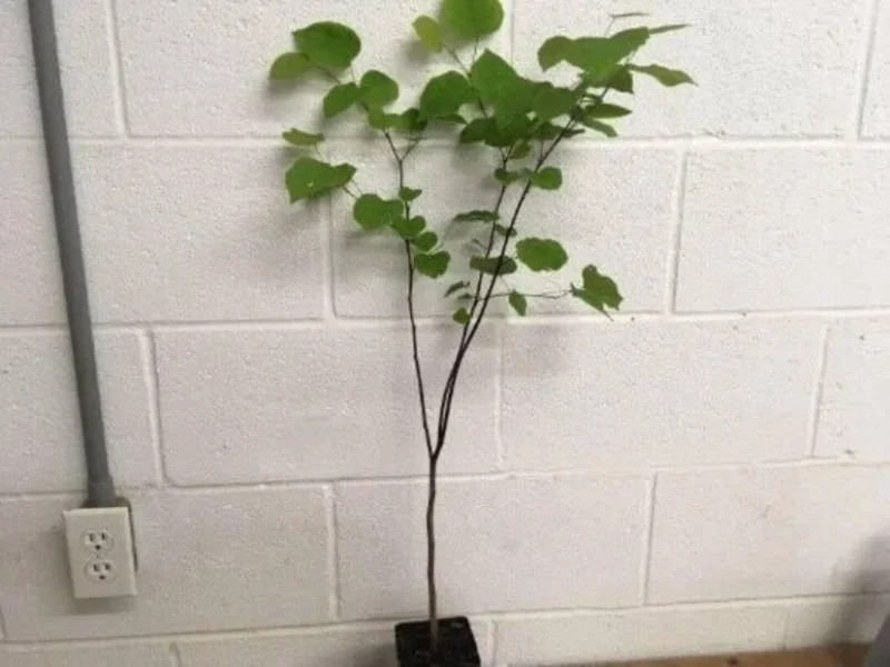 Eastern Redbud Trees - Live Plants, 6-12 inch, Quart Pots, Purple Flowers