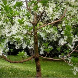 Fringe Tree Live Plants - White Chionanthus virginicus - 6-12 inch Tall - Quart Pots