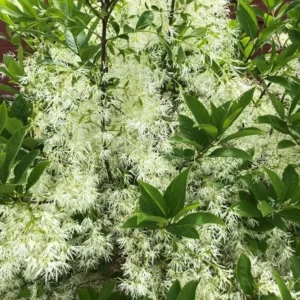 Fringe Tree Live Plants - White Chionanthus virginicus - 6-12 inch Tall - Quart Pots