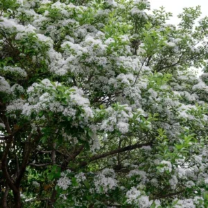 Fringe Tree Live Plants - White Chionanthus virginicus - 6-12 inch Tall - Quart Pots