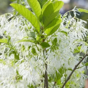 Fringe Tree Live Plants - White Chionanthus virginicus - 6-12 inch Tall - Quart Pots