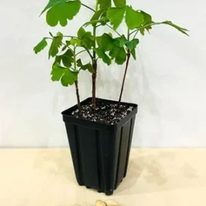 Ginkgo Tree Starter Plant Pot of 3 Live Plants 6-9 Inches Green