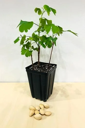 Ginkgo Tree Starter Plant Pot of 3 Live Plants 6-9 Inches Green