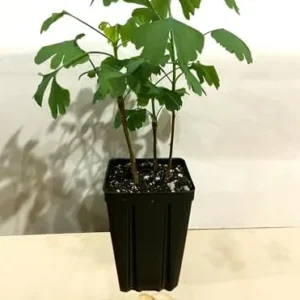 Ginkgo Tree Starter Plant Pot of 3 Live Plants 6-9 Inches Green