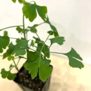 Ginkgo Tree Starter Plant Pot of 3 Live Plants 6-9 Inches Green